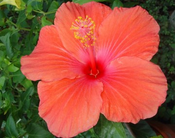 medium_hibiscus_orange.jpg