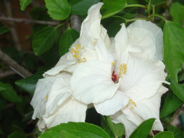 medium_hibiscus_rosa_sinensis_blanc.JPG