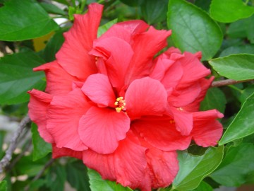 medium_hibiscus_rouge.JPG