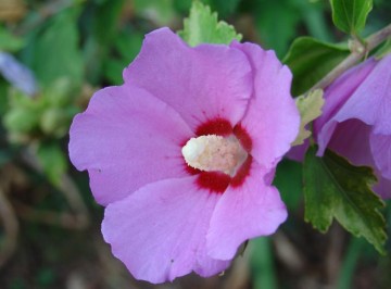 medium_hibiscus_syriacus_mauve.jpg