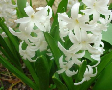 medium_jacinthes_blanches.jpg