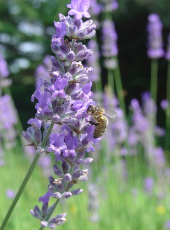 medium_lavande_et_abeille.3.JPG