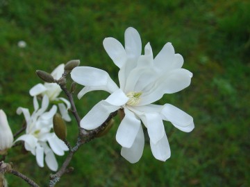 medium_magnolia_stellata.jpg