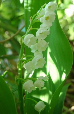 medium_muguet3.jpg