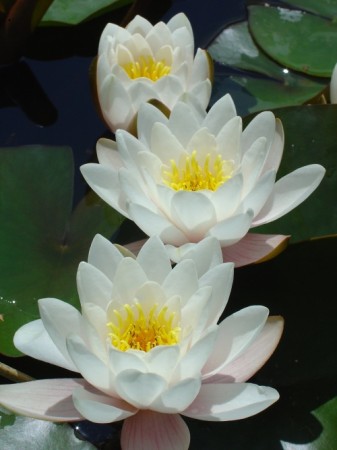 medium_nenuphar.jpg