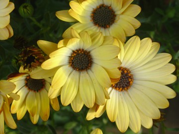 medium_osteospermum.jpg