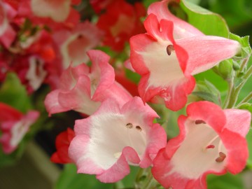 medium_penstemon.jpg