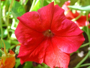 medium_petunia_rouge.jpg