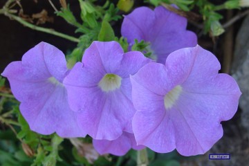 medium_petunias_bleus.jpg