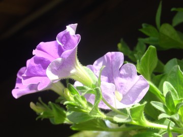 medium_petunias_mauves2.jpg