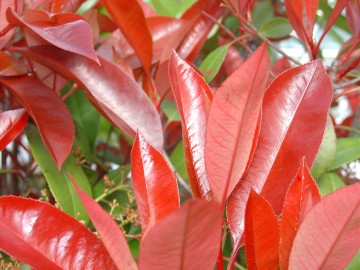 medium_photinia1.jpg