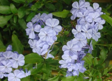 medium_plumbago.3.jpg