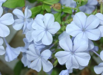 medium_plumbago_dentelaire_du_cap.jpg