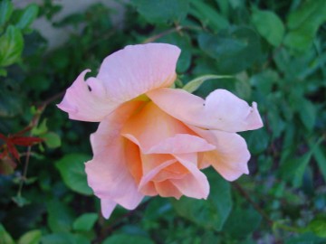 medium_rose_en_bouton.3.jpg