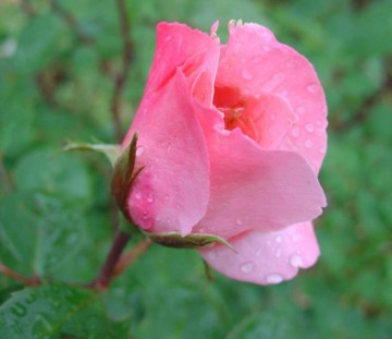 medium_rose_et_gouttes_d_eau.2.jpg