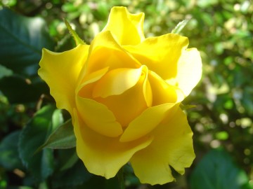 medium_rose_jaune_1.jpg