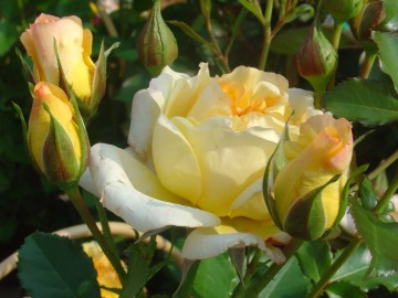 medium_roses_jaune_pale.jpg