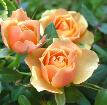 medium_roses_orange.jpg