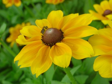 medium_rudbeckia_et_la_guepe.jpg