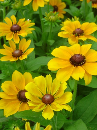 medium_rudbeckias_en_massif.jpg
