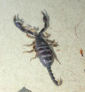 medium_scorpion4.jpg