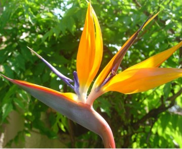 medium_strelitzia1.jpg