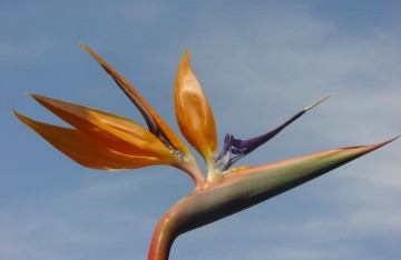 medium_strelitzia2.jpg