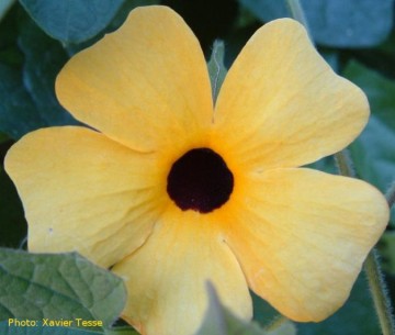 medium_thunbergia.jpg