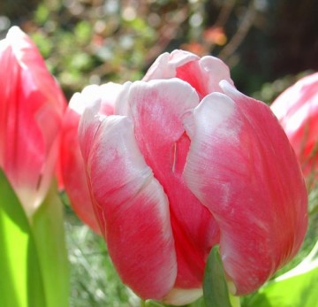 medium_tulipes_roses1.jpg