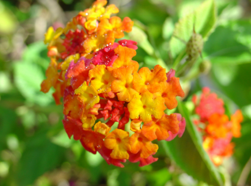 lantana.png