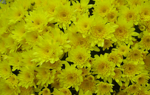 chrysanthemes jaunes.png