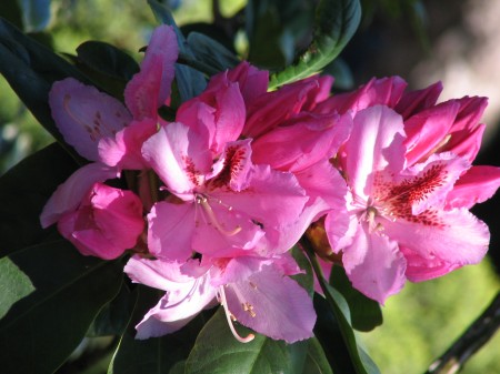 LES FLEURS DU PRINTEMPS