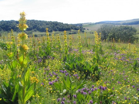 LE BONHEUR EST DANS LE PRE