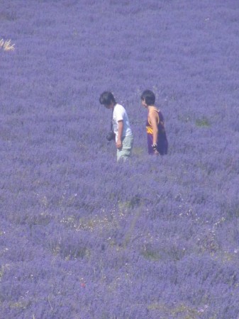 LA ROUTE DES LAVANDES
