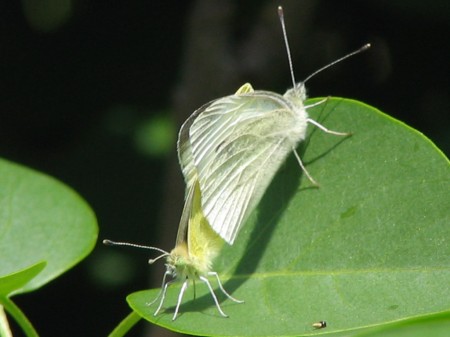 LES P'TITES BETES DE MON JARDIN