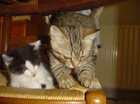 Bambou et Zen grandissent!