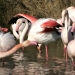 Flamants roses